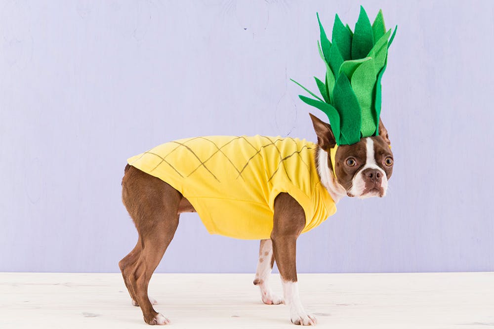 5 Quick and Easy DIY Dog Costumes Modern Dog magazine